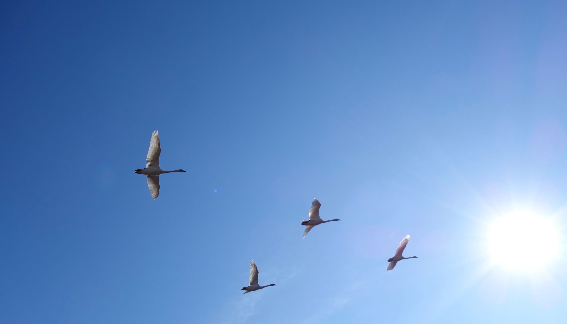 2. swans.jpg